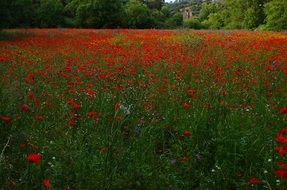 landscape of the The Poppy Field Flowers