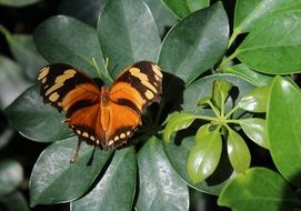 striped butterfly on a green plant