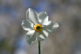 picturesque Narcissus Flower