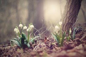 snowflake flowers in forest