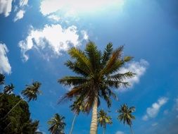 palm trees in the bright sun under a blue sky