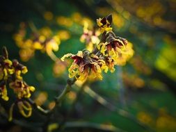 flowering plant yellow flowers