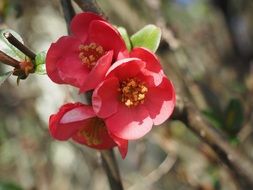 Spring red flowers in nature