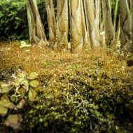 picturesque Spring Moss