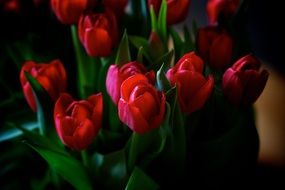 incredibly delicious Bouquet Tulips