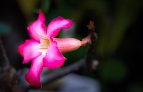 blooming bright pink flower close-up
