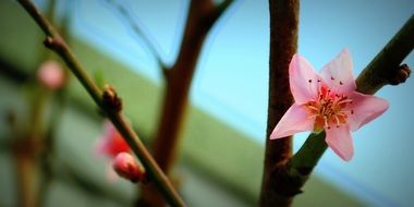 pink flowers on a peach tree in the garden
