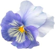 blossom of blue pansy