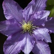 macro photo of a purple clematis bud