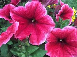 bright pink garden blossoms