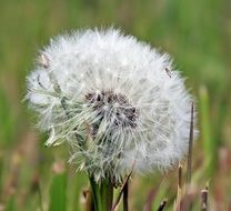 dandelion in green grass on a blurry background close-up