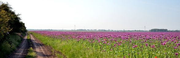 purple Flowers field panorama
