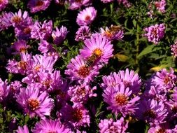 bright autumn purple flowers close up