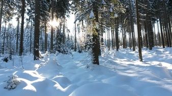 incomparable Forest Snow