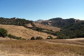 green forest on the hills in america