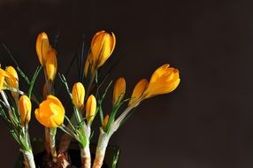 Beautiful yellow Crocuses on dark background