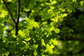 green leaves on a forest tree