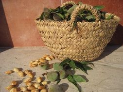 fresh almonds in the baskes