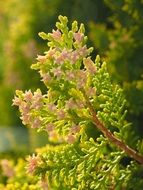flowering thuja bush