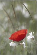 red poppy and white meadow flowers