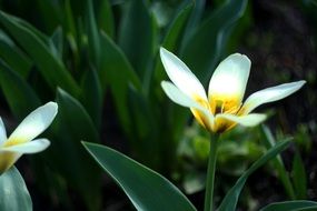 closeup photo of tender white Flower Bloom