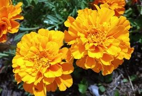 fascinating Marigold Yellow Flower