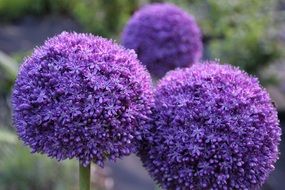 rounded purple garlic buds