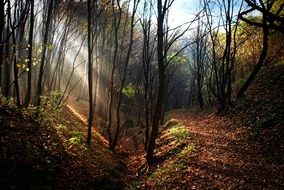 path under the warm sun in a dense forest