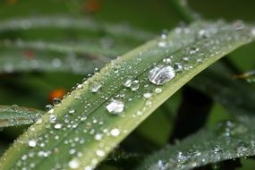Grass and Drop