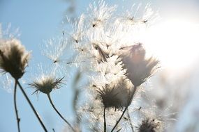 Dried Thistle Seeds at back light