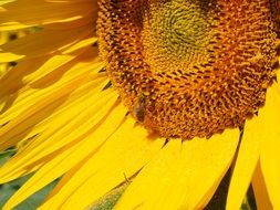 bee pollinating sunflower in summer