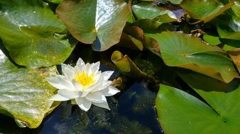 white flower of Water Lily on water