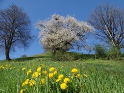 blooming Cherry Tree on Spring meadow