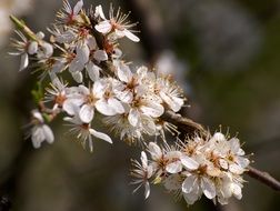 spring flowering fruit tree