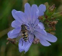 insect on a pale blue flower close-up