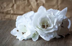Picture of white flowers