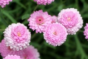 incredibly handsome Chrysanthemum