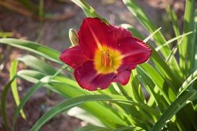 purple tulip with pointed petals in the garden