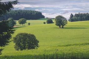idyllic green meadow