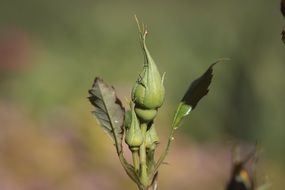 green rose bud in the garden