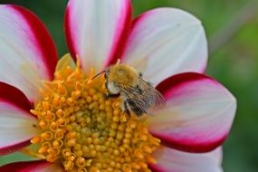 fluffy bee on a white and pink dahlia