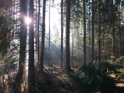 dark forest in bright sunlight