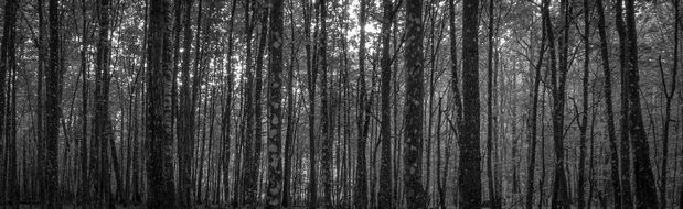 Black and white forest