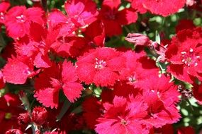 scarlet dianthus flowers