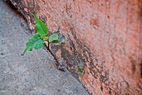 young Green Leaf on wall in india