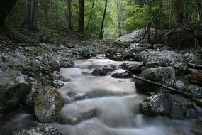 Cascade forest River