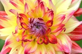 Beautiful dahlia flower blossoms