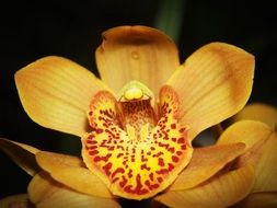 yellow Flower Orchid bloom