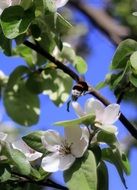 Sunshine on the flowers in spring