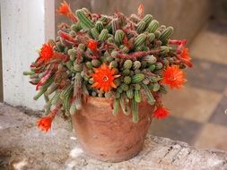 potted flowering cactus